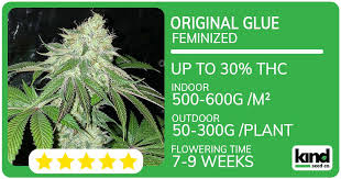 Understanding the Fat Bastard Autoflower A Comprehensive Guide