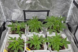 Understanding the Fat Bastard Autoflower A Comprehensive Guide